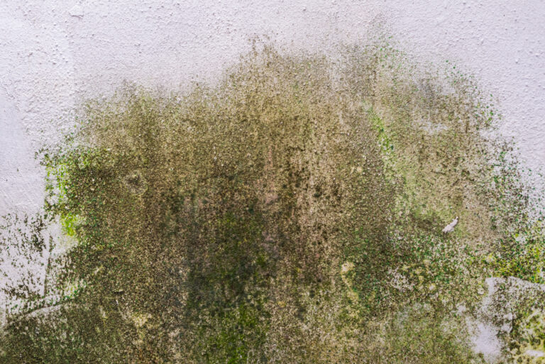 Mold After a Storm: The Hidden Problem You Cannot Ignore